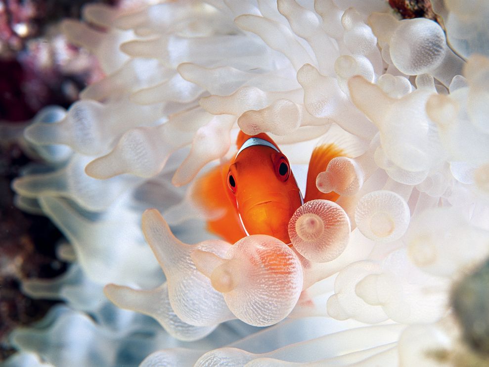 clownfish bubble tipped anemone