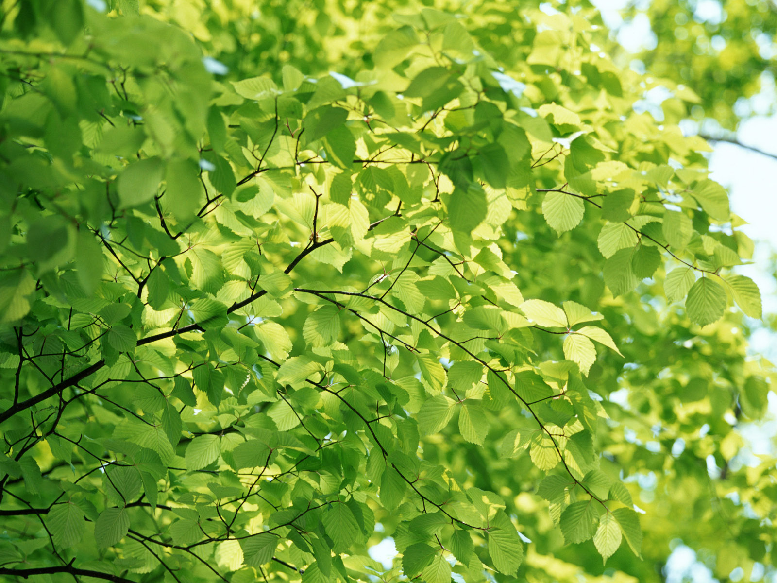 Wallpaper green background - Tree with Leaves - Green Wallpapers